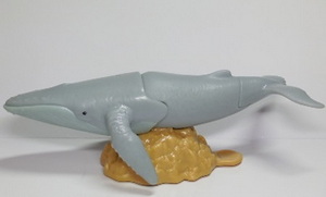 Humpback Whale